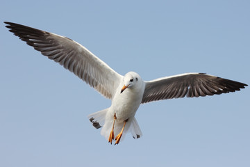 Seagull flying among blue sky