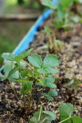 Strawberry leaves