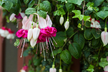 bunch of red fuchsia