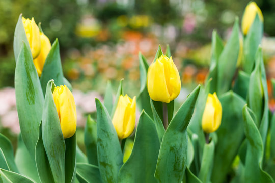 yellow tulip in field