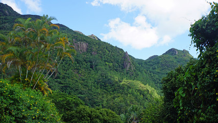 Fototapeta na wymiar green seychelles