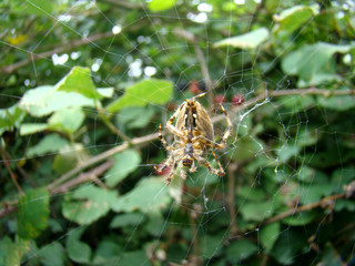 Spider guarding blackberry bush