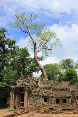 Giant tree on a Ta Prohm temple in Angkor Wat (Siem Reap, Cambod