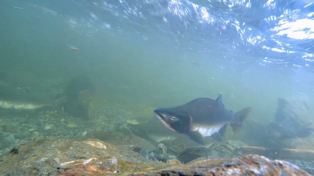 Underwater big wild Alaskan salmon swimming to spawn upriver