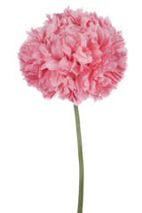 Fototapeta premium poppy