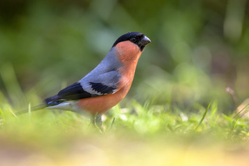 Alerted Eurasian Bullfinch