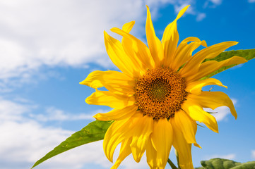 Beautiful yellow sunflower against the sky