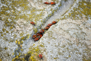 Firebugs - Pyrrhocoris Apterus on rocky background