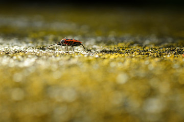 Firebugs - Pyrrhocoris Apterus on rocky background