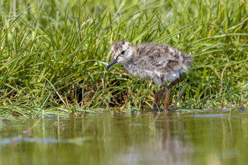 Common Redshank chick