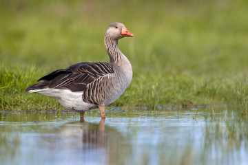 Greylag goose walking in shallow water