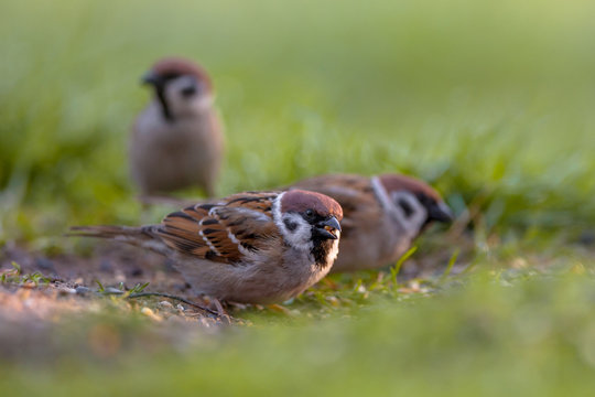 Group of Tree sparrow