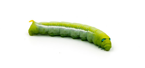Green Caterpillar on white background
