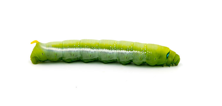 Green Caterpillar on white background
