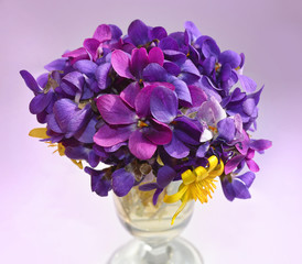 violet flowers