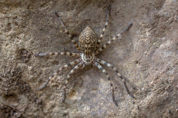 Huntsman spider
