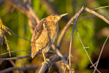 Little bittern perched on a branch