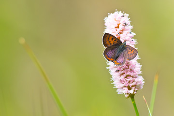 Violet copper in germany