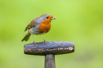 Robin perched on a shovel grip