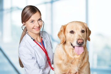 Adult. Cute dog at the vet with a happy doctor