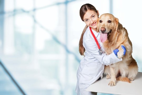 Adult. Cute Dog At The Vet With A Happy Doctor