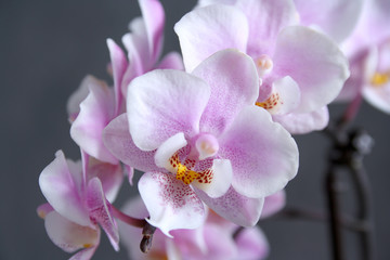Fototapeta na wymiar розовая орхидея фаленопсис мини