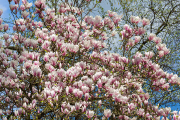 Magnolienbl&uuml;ten