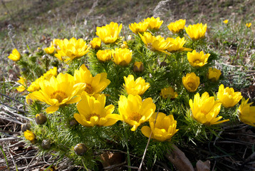 Adonis vernalis 6
