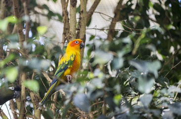 aratinga solstitialis