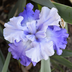 Plant blue iris.
