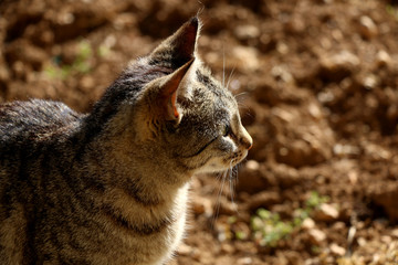 Obraz premium Brown tabby cat in the garden, head close-up.