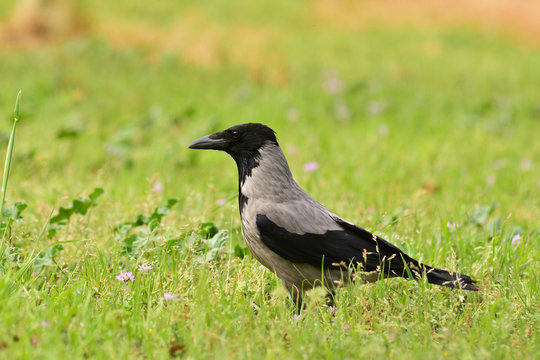 cornacchia grigia (Corvus cornix) su prato