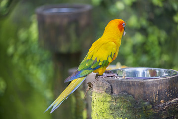 aratinga solstitialis