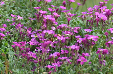 Naklejka premium Fleur de décoration