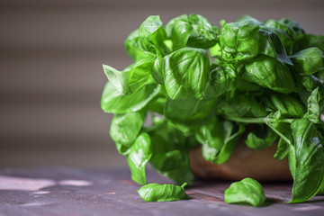 Fresh organic basil