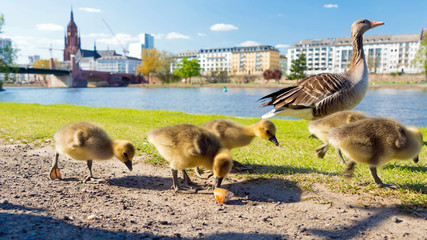Gänse in Frankfurt © matho