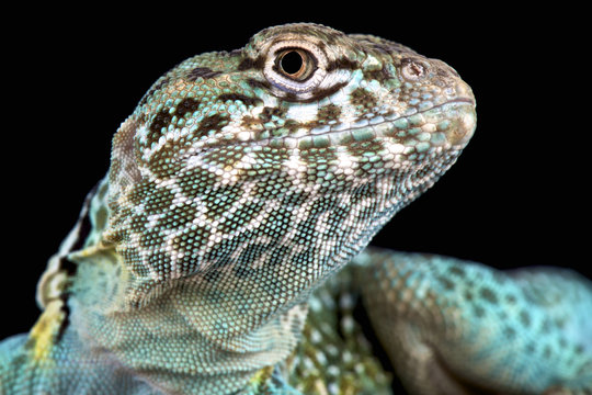The Collared lizard (Crotaphytus collaris) is a desert predator found in Arizona and surrounding States.