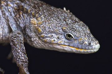 Red-lipped arboreal alligator lizard (Abronia lythrochila)