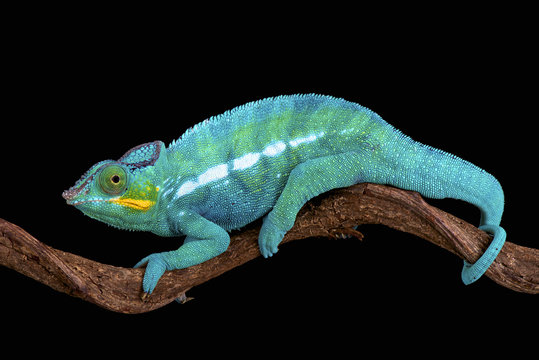 The Panther chameleon (Furcifer paradise) is one of the most colorful lizard species in the world.