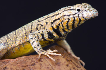 The Peru Pacific Iguana (Microlophus peruvianus) is a species of lava lizard endemic to Ecuador,Peru and Chile.
