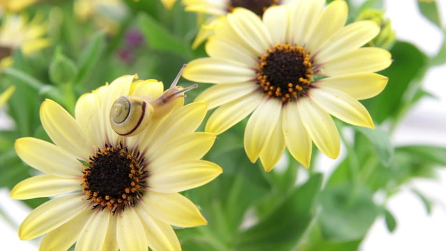 snail crawling on flower