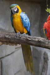 ara ararauna parrot on its perch