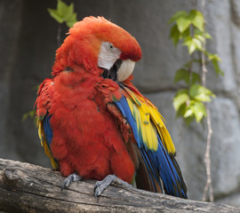 ara macaw parrot on its perch