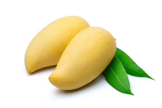 Sweet golden mango isolated on white background