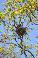Spring. The rook costs in a nest on branches of the blossoming m