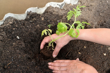 Hands of the woman put tomato seedling in hothouse soil