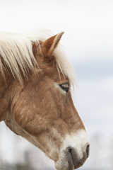 Obraz premium Pferdekopf