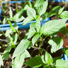 Macro of seedlings potted in peat tray