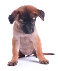 A beautiful smiling dark chocolate happy puppy dog is sitting, i