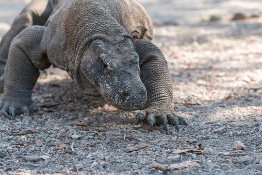 Warane Komodo Nationalpark